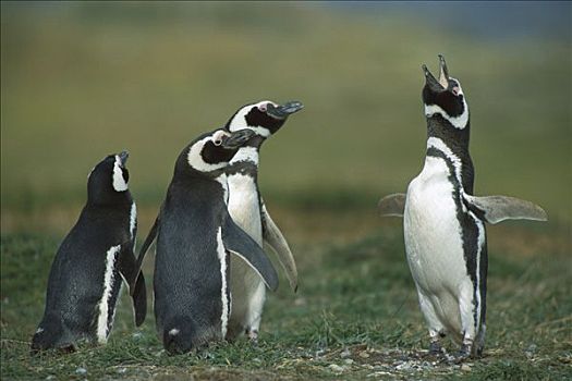 麦哲伦企鹅,小蓝企鹅,正面,邻居,奥特威,巴塔哥尼亚,智利