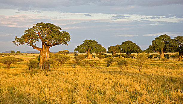 非洲,坦桑尼亚,猴面包树,日落,塔兰吉雷国家公园