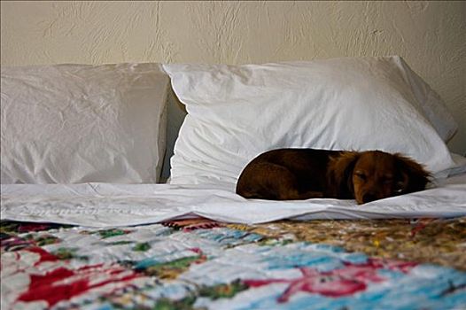 达克斯猎狗,睡觉,床