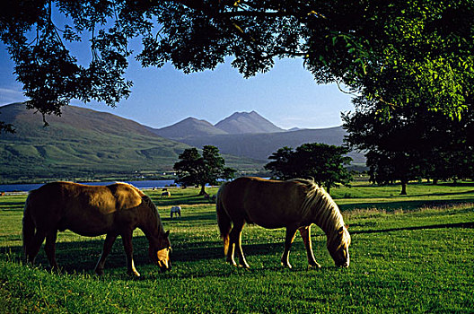 爱尔兰,放牧,围场