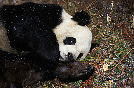 大熊猫,成年,休息,卧龙自然保护区,中国