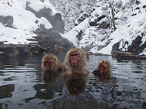 日本猕猴,雪猴,三个,湿透,日本