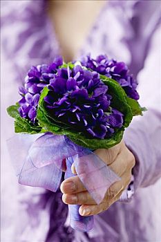 握着,花,紫罗兰