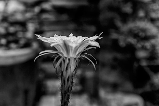 花卉黑白摄影
