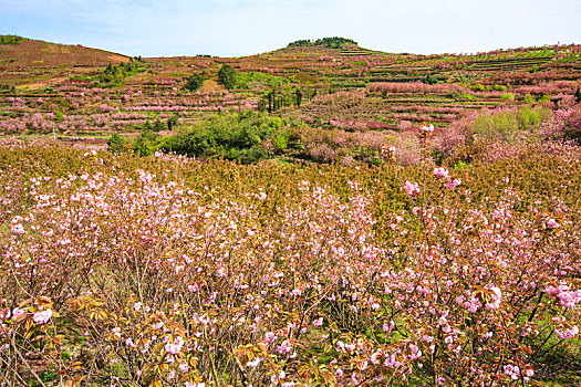 山野,樱花,烂漫