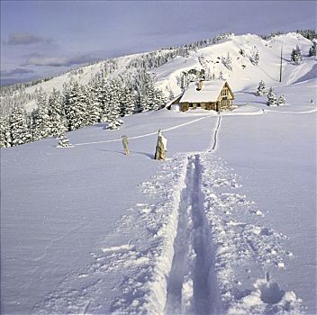 滑雪轨迹,雪中,小屋,科罗拉多,冬天,树
