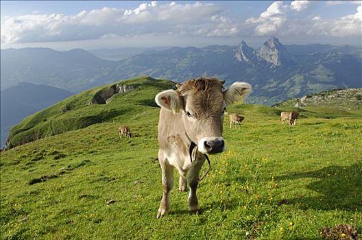 母牛,阿尔卑斯山,靠近,施维茨,瑞士
