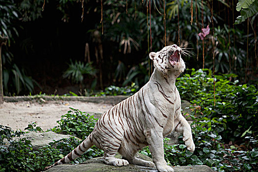 白色,虎,新加坡动物园,新加坡