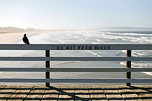 鸽子,坐,栏杆,进食,鸟,海滩,码头,加利福尼亚