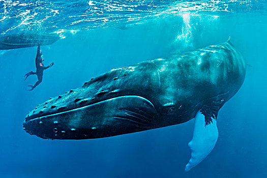 驼背鲸,大翅鲸属,鲸鱼,潜水,银,堤岸,多米尼加共和国,北美