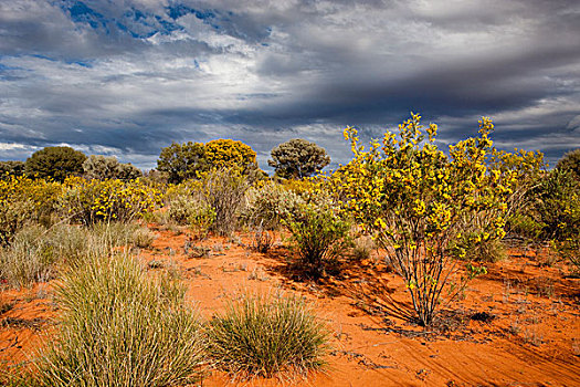 植被,偏远地区,北领地州,澳大利亚