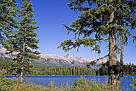 麋鹿,湖,省立公园,不列颠哥伦比亚省,加拿大