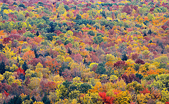 彩色,叶子,抽象,背景,白色,山,新罕布什尔