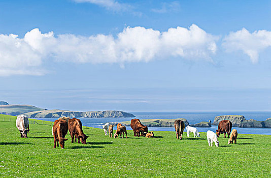 牛,饲养,设得兰群岛,苏格兰,大幅,尺寸