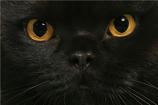 黑色,英国短毛猫,猫,特写
