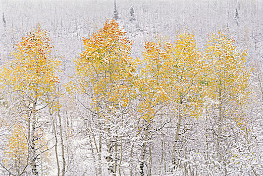 树林,白杨,瓦沙奇山,惊人,黄色,红色,秋叶,雪,地上