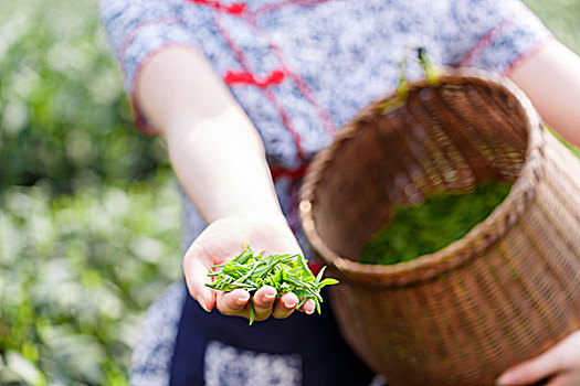 美女,亚洲人,女孩,挑选,茶