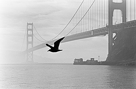 金色,大门,桥,剪影,鸟,前景,旧金山,加利福尼亚,美国