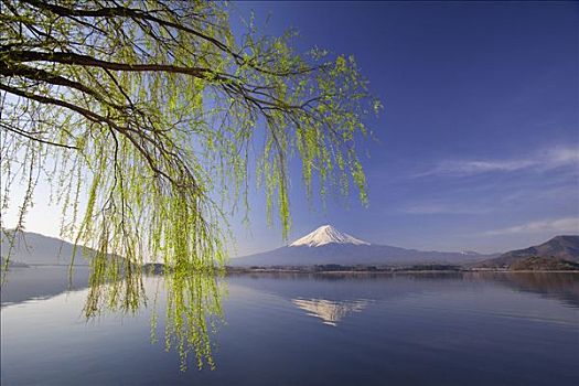 春天,柳树,上方,湖,富士山,背景,日本