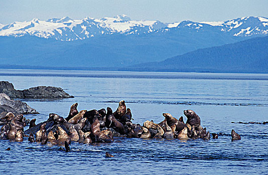 海狮,北海狮属,群,站立,石头,阿拉斯加