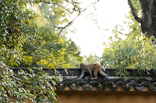 寺庙,猕猴