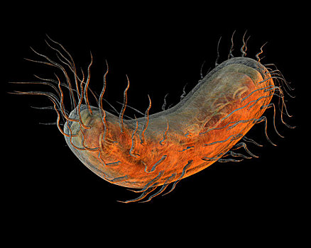 细菌图片_细菌图片大全_细菌图片下载