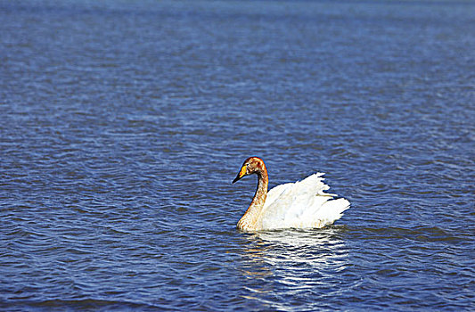 赛里木湖的天鹅