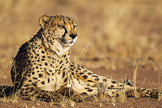 印度豹,猎豹,休息,雄性,俘获,纳米比亚,非洲