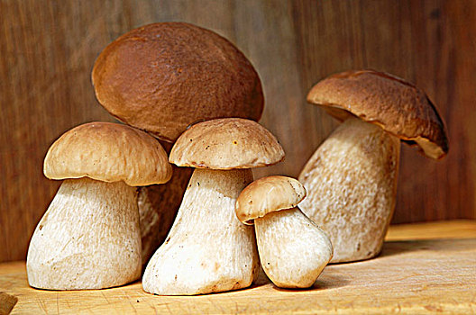 新鲜,牛肝菌,蘑菇