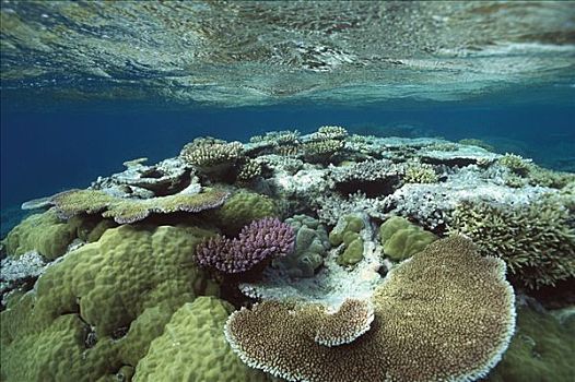 大堡礁,靠近,港口,昆士兰,澳大利亚