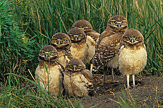穴鸮,幼禽,巢,洞穴,靠近,草原国家公园,萨斯喀彻温,加拿大