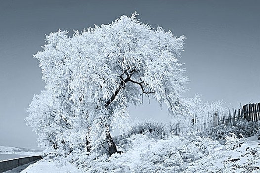 树,遮盖,冰,冬天,中国