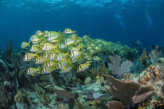 礁石,生活,潜水,背景,坎佩切,墨西哥