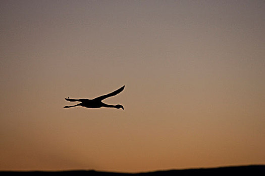 智利红鹤,飞行,上方,阿塔卡马沙漠,盐湖,日落