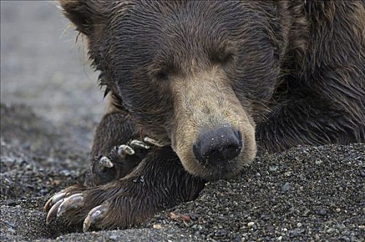 特写,阿拉斯加棕熊,棕熊,阿拉斯加,美国