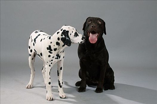 拉布拉多犬,褐色,斑点狗,小狗