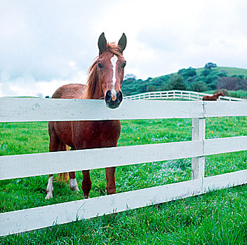 马,看镜头,后面,白色,围栏,草场