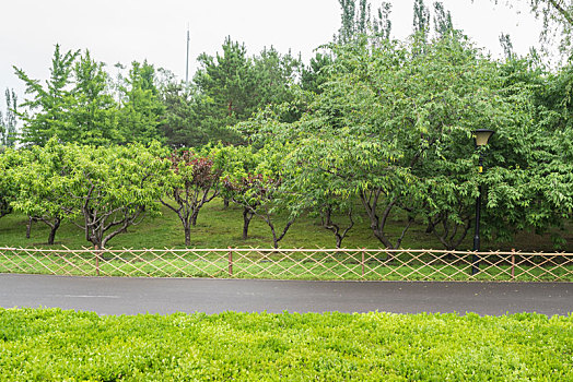 中国北京朝阳公园的树林花丛道路