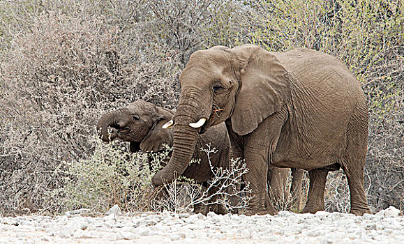 非洲,灌木,大象,非洲象,母牛,幼兽,进食,埃托沙国家公园,纳米比亚