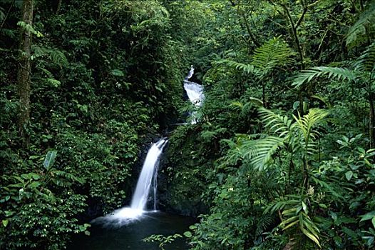 瀑布,蒙特维多云雾森林自然保护区,哥斯达黎加