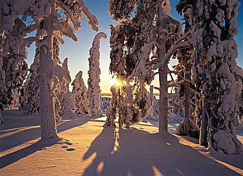 斯堪的纳维亚,针叶树,遮盖,雪