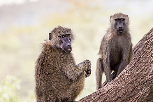 狒狒,塔兰吉雷国家公园,野生动植物保护区,坦桑尼亚,非洲