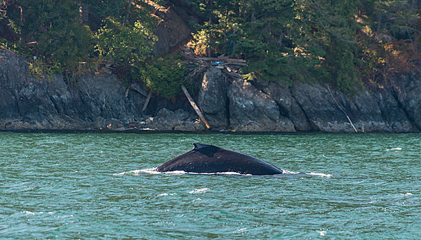 背鳍,驼背鲸,大翅鲸属,鲸鱼,声音,靠近,温哥华,不列颠哥伦比亚省,加拿大,北美