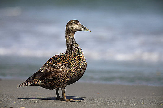 雌性,绒鸭,欧绒鸭,海滩,赫尔戈兰岛,德国