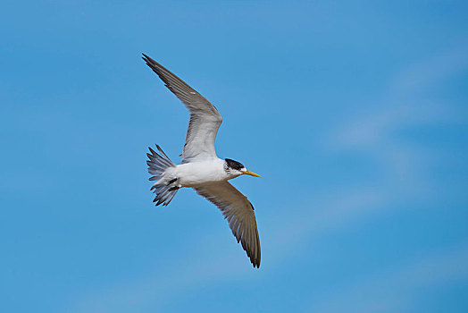 燕鸥,飞行,威尔逊-普勒蒙特利国家公园,维多利亚,澳大利亚,大洋洲
