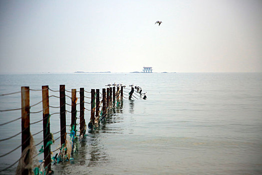 山东省日照市,太公岛海鸥翔集,早起的市民漫步海滩赏风景