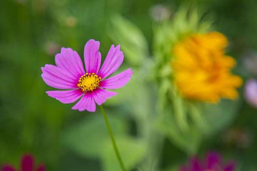 格桑花