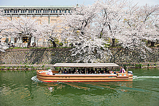 游船,河,樱花,河岸,京都,日本