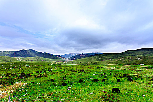 草原上吃草的牦牛与远山