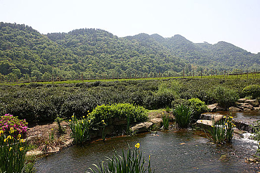 杭州五老峰,龙井茶园